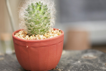 close up cactus