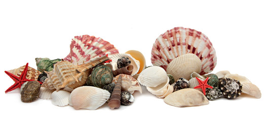 Seashell isolated on white background.