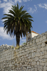 Fototapeta na wymiar wall, palm tree and monestery tower on ciovo