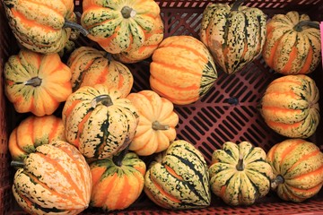 Crate filled with freshly harvested fall squash