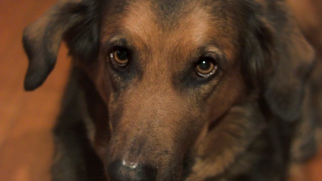 Pastor aleman atento