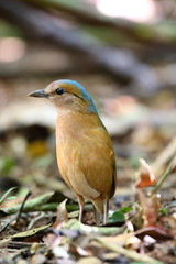 Blue-rumped Pitta (Hydrornis soror) in Vietnam