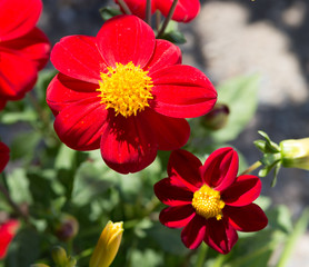 red yellow flowers bee pollen garden