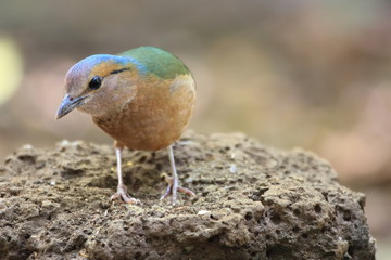 Blue-rumped Pitta (Hydrornis soror) in Vietnam