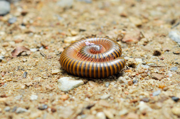 millipede