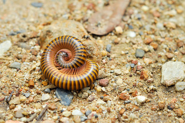 millipede