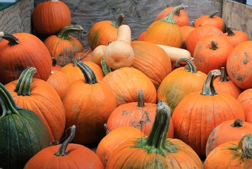 Pumpkins for sale at a Pacific Northwest farmers market
