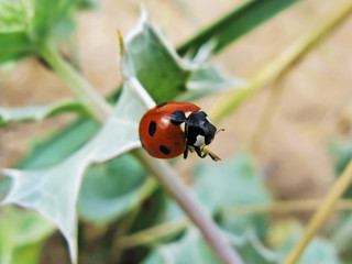 Ladybug on grass