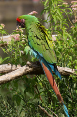Great green macaw
