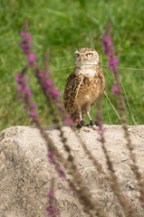 little owl