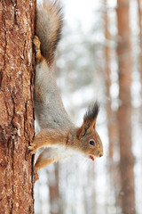 Squirrel on tree with nut