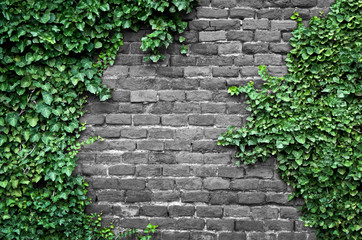 Old brick wall covered in ivy
