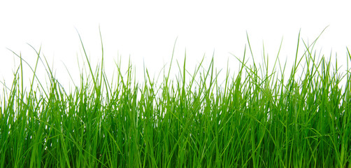 Obraz premium Green grass on white background