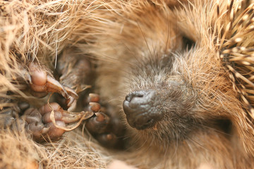 hedgehog autumn leaves forest