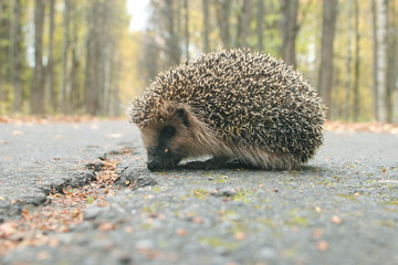 hedgehog autumn leaves forest