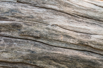 Nature wood background