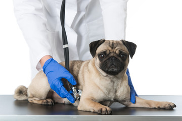 Untersuchung beim Hund