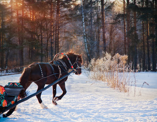 Black Horse with sleigh on frozen forest background