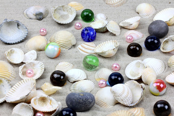 beautiful shells on the sea warm sand...