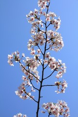 Cherry blossom in Japan