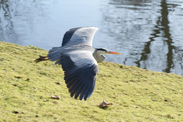 Grey Heron, Ardea cinerea