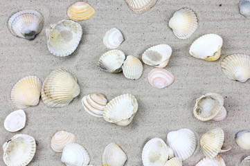 beautiful shells on the sea warm sand.