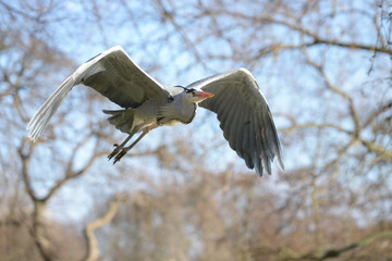 Grey Heron, Ardea cinerea