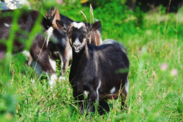 Young goat in green grass