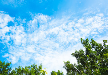 looking up at nice blue sky with tree