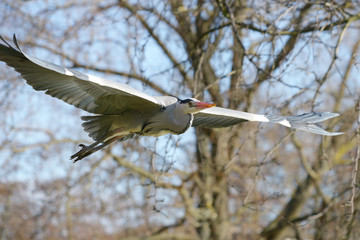 Grey Heron, Ardea cinerea