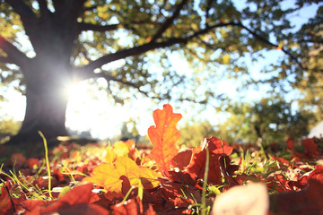 autumn park forest, landscape yellow