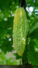 Bitter melon planted