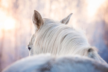Fototapeta premium Portrait of white horse in winter