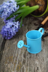 Blue hyacinths and garden tools