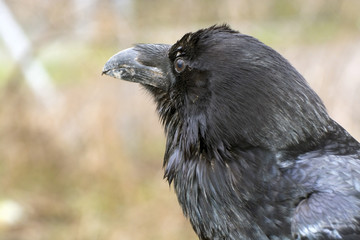 Raven (Corvus corax)