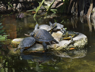 Obraz premium Yellow-bellied Slider Turtles