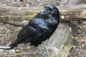 Raven (Corvus corax)