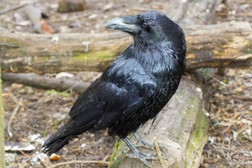 Raven (Corvus corax)