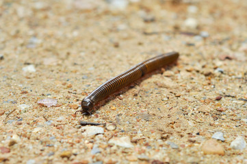 millipede