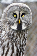 Great gray owl (Strix nebulosa)
