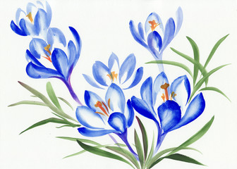 Watercolor painting of crocus flowers