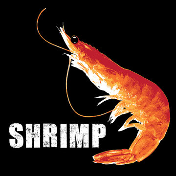 shrimp, vector illustration