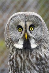 Great gray owl (Strix nebulosa)