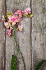 Orchid(Phalaenopsis ) on a wooden background