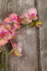 Fototapeta na wymiar Orchid(Phalaenopsis ) on a wooden background