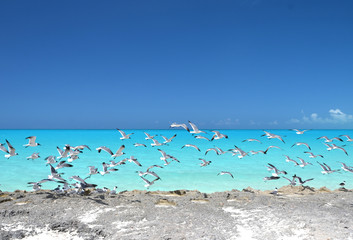 Seagulls at the coast of Little Exuma, Bahamas