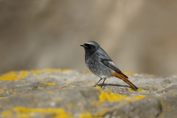 Black redstart, Phoenicurus ochruros