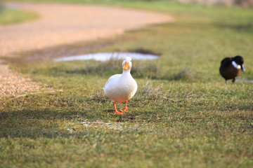 White Duck walking towards the camera
