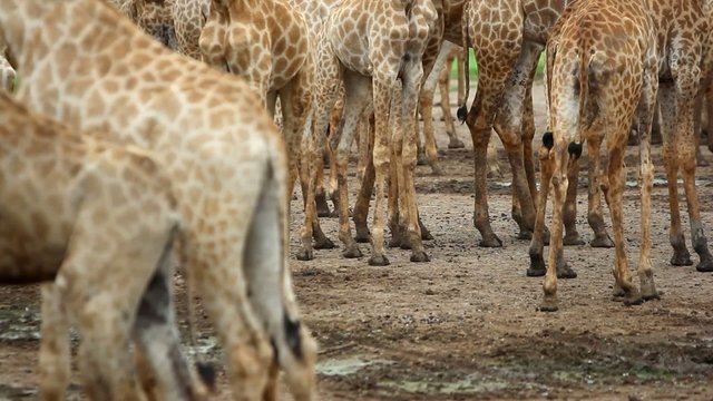 view of legs OF a herd Of giraffe. HD. 1920x1080