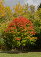 Obraz premium Autumn Tree